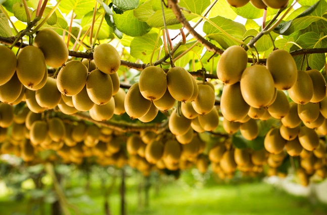 Actinidin enzyme thực vật thần kì