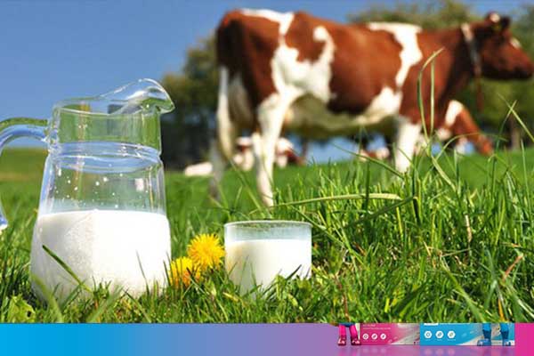 Sữa động vật có thể khiến tình trạng tiêu chảy tệ hơn